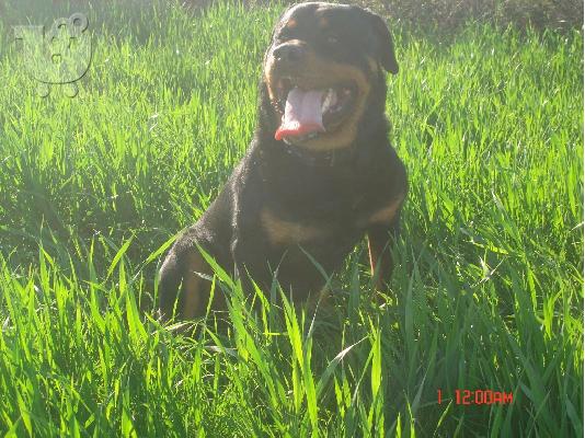 ROTTWEILER